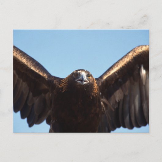 Goldener Adlerflug Postkarte (Vorderseite)