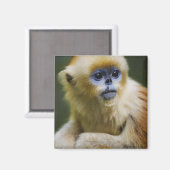 Goldener Affe Magnet (Vorderseite/Rückseite)