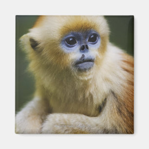 Goldener Affe Magnet