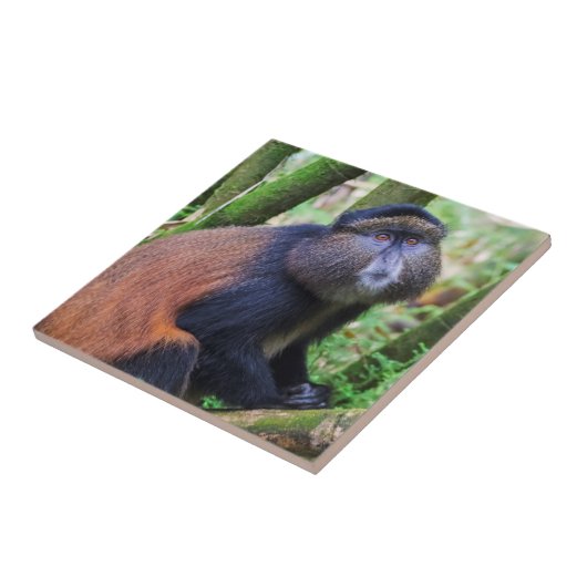 Goldener Affe, Ruanda Fliese (Seite)