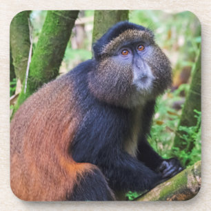 Goldener Affe, Ruanda Getränkeuntersetzer