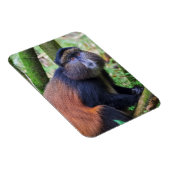 Goldener Affe, Ruanda Magnet (Rechte Seite)