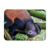 Goldener Affe, Ruanda Magnet (Horizontal)