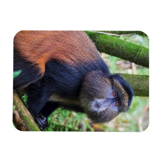 Goldener Affe, Ruanda Magnet (Horizontal)