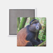 Goldener Affe, Ruanda Magnet (Vorderseite/Rückseite)