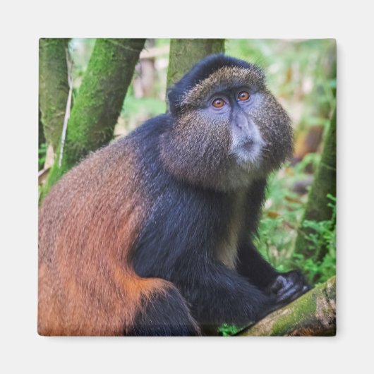Goldener Affe, Ruanda Magnet (Vorne)
