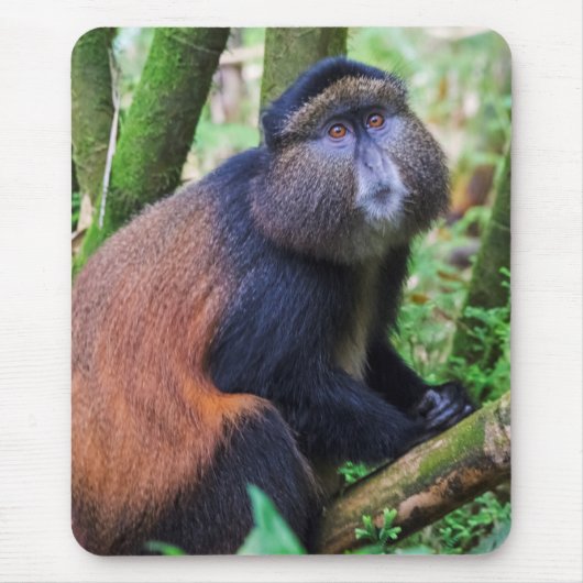 Goldener Affe, Ruanda Mousepad (Vorne)