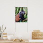 Goldener Affe, Ruanda Poster (Küche)