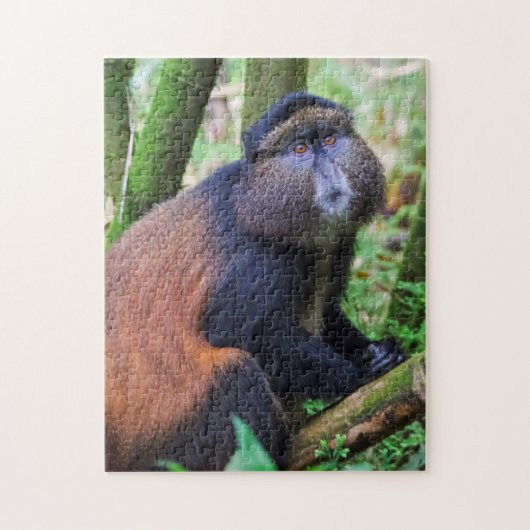 Goldener Affe, Ruanda Puzzle (Vertikal)