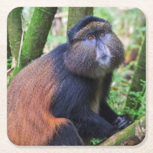 Goldener Affe, Ruanda Rechteckiger Pappuntersetzer