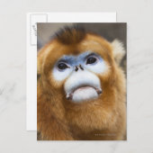 Goldener Affen Pygathrix roxellana Postkarte (Vorne/Hinten)