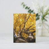 Goldener Ahorn ~ Postkarte (Stehend Vorderseite)