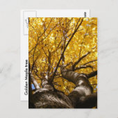 Goldener Ahorn ~ Postkarte (Vorne/Hinten)