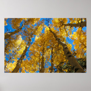 Goldener Aspen nahe Estes Park-Colorado-Plakat Poster
