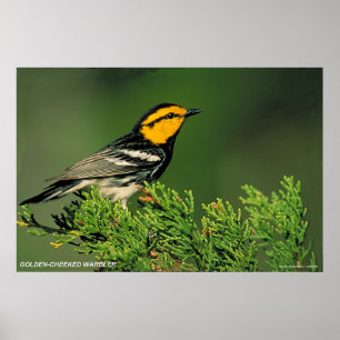 Goldener-Cheeked Trällerer Poster