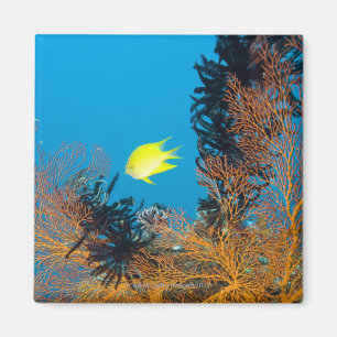 Goldener Damselfish (Amblyglyphidodon goldfarbig) Magnet