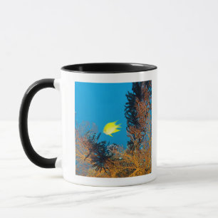 Goldener Damselfish (Amblyglyphidodon goldfarbig) Tasse