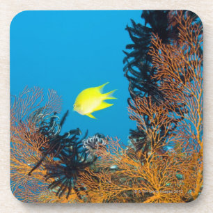 Goldener Damselfish (Amblyglyphidodon goldfarbig), Untersetzer