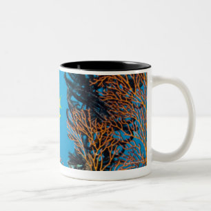 Goldener Damselfish (Amblyglyphidodon goldfarbig), Zweifarbige Tasse