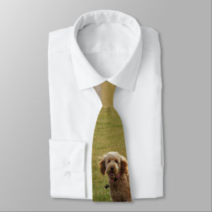 Goldener Doodle Krawatte