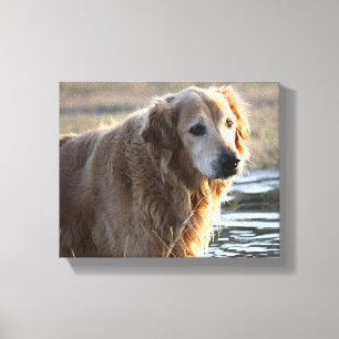 Goldener Engel (golden retriever) Leinwanddruck
