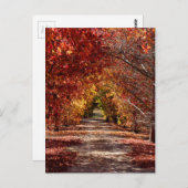 Goldener Fall Postkarte (Vorne/Hinten)