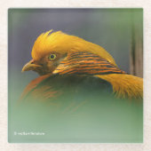 Goldener Fasan zwischen den Blätter Glasuntersetzer (Vorderseite)