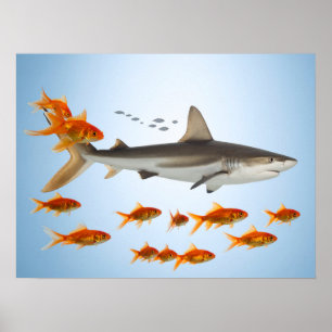 Goldener Fisch und Hai Poster