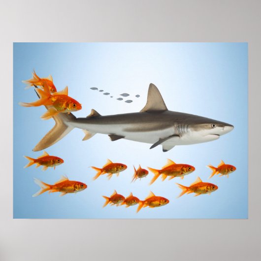 Goldener Fisch und Hai Poster (Vorne)