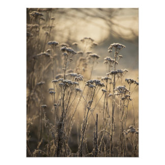 Goldener Frostiger Morgen Flämische Landschaft Poster