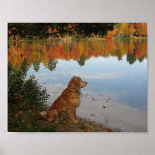 Goldener Herbst mit Goldener Retriever Hund Poster