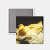 Goldener Hühnermagnet Magnet (Vorderseite/Rückseite)