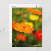 Goldener Kosmos ［ Postkarte ］ (Vorne/Hinten)