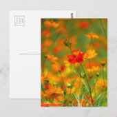 Goldener Kosmos [Postkarte] Postkarte (Vorne/Hinten)