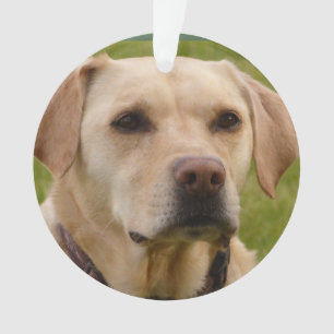 Goldener Labrador für Weihnachten Ornament