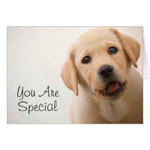 Goldener Labrador-Welpe