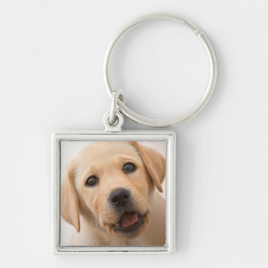 Goldener Labrador-Welpe Schlüsselanhänger (Vorne)