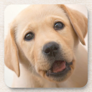 Goldener Labrador-Welpe Untersetzer