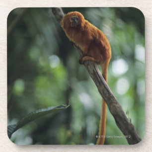 Goldener Löwe Tamarin (Leontopithecus rosalia) Untersetzer