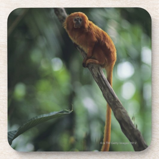 Goldener Löwe Tamarin (Leontopithecus rosalia) Untersetzer (Vorderseite)