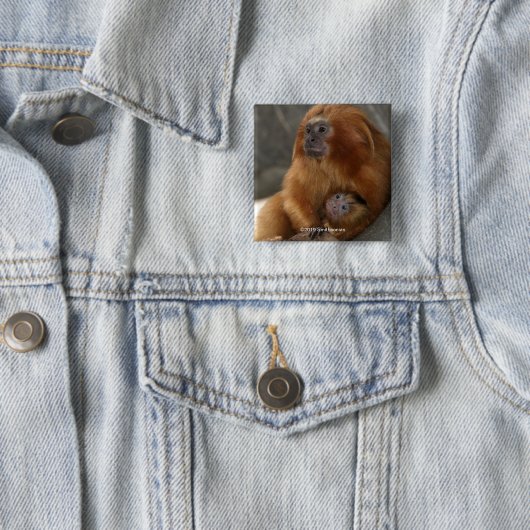 Goldener LöweTamarin mit Baby Button (Beispiel)