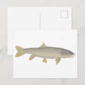 Goldener Mahseer Postkarte (Vorne/Hinten)