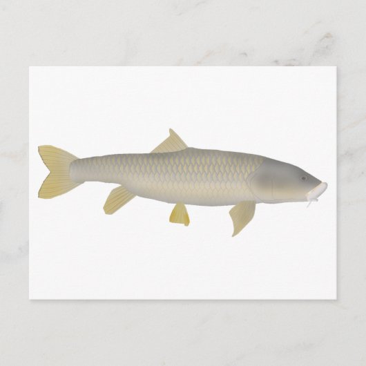 Goldener Mahseer Postkarte (Vorderseite)