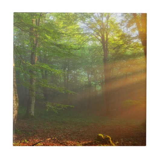 Goldener Moment des Lichtes Fliese (Vorderseite)