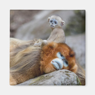 Goldener Nackenbarsch Vater mit Baby Magnet