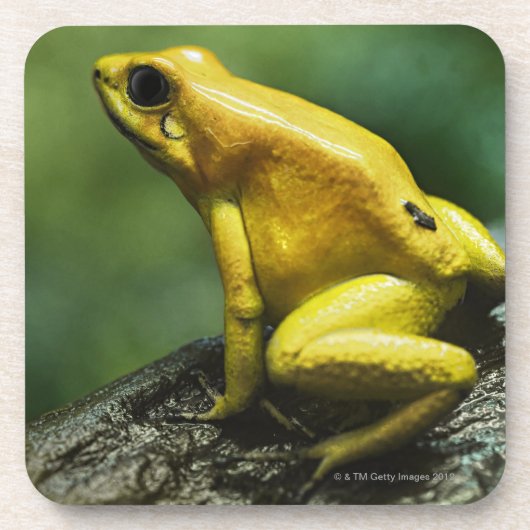 Goldener Pfeil-Frosch Getränkeuntersetzer (Vorderseite)