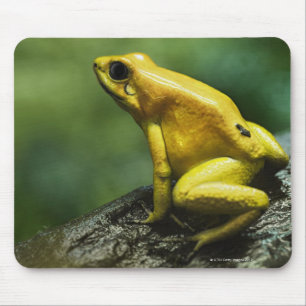 Goldener Pfeil-Frosch Mousepad
