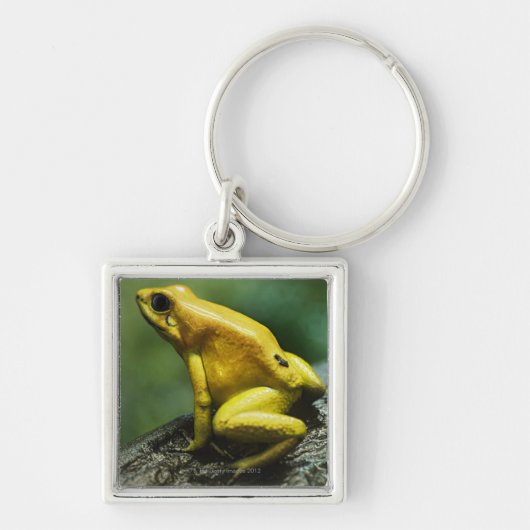 Goldener Pfeil-Frosch Schlüsselanhänger (Vorne)