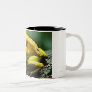 Goldener Pfeil-Frosch Zweifarbige Tasse