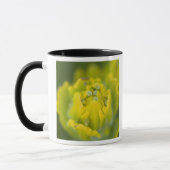 Goldener Pinsel Castilleja 2 Tasse (Links)